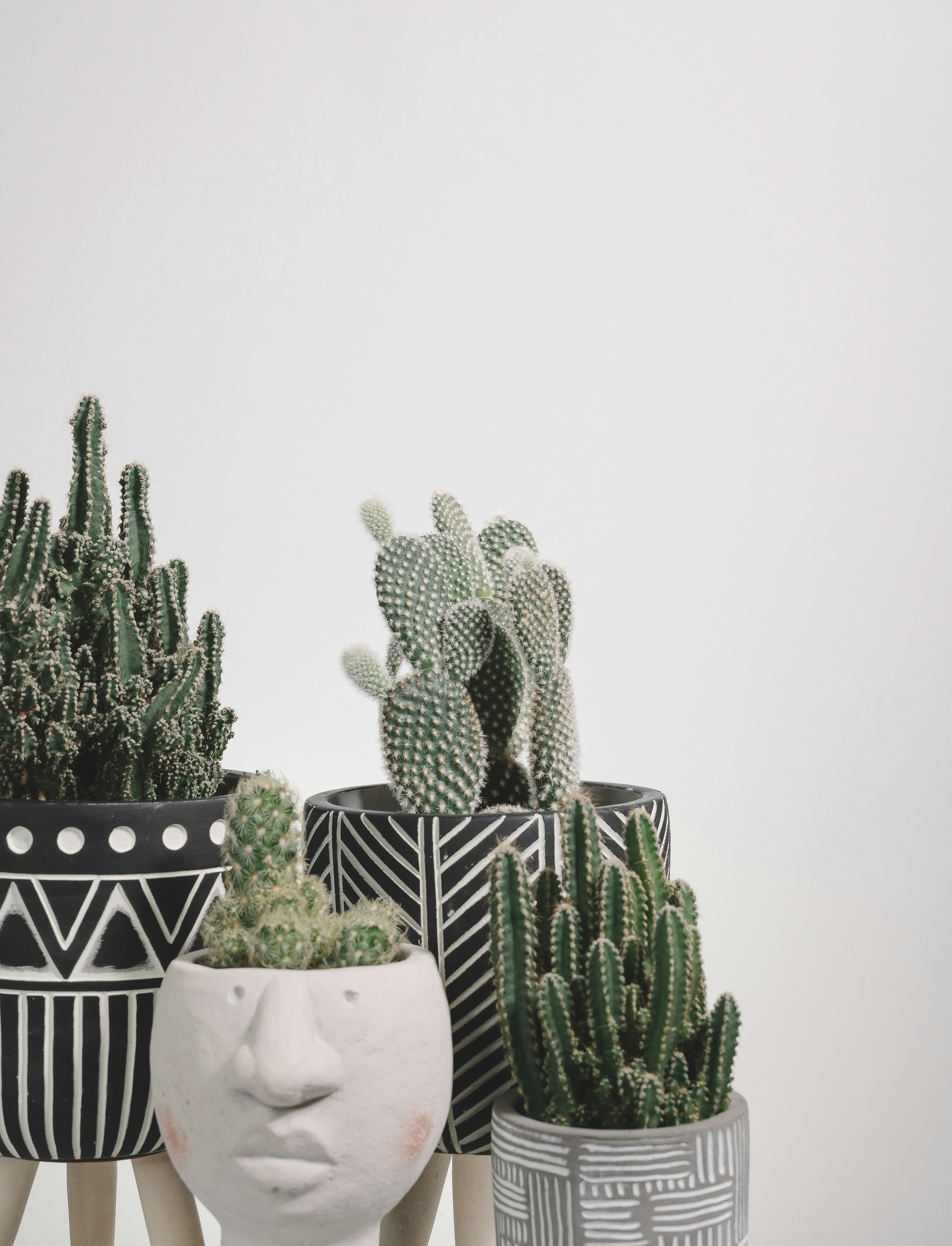 green cactus plants on white and black checkered table
